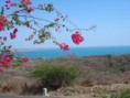 /album/fotogaleria/flores-playa-cin-jpg/